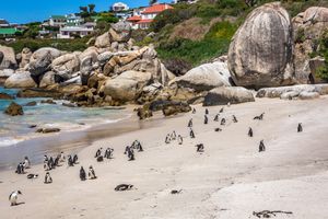 African penguins roam freely on the sunny shores of Boulders Beach, surrounded by large rocks and a vibrant backdrop. 7 days in Cape Town.
