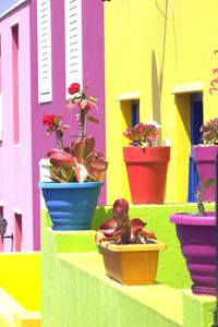 Brightly painted houses and vibrant potted plants in the colorful Bo-Kaap neighborhood, Cape Town.
